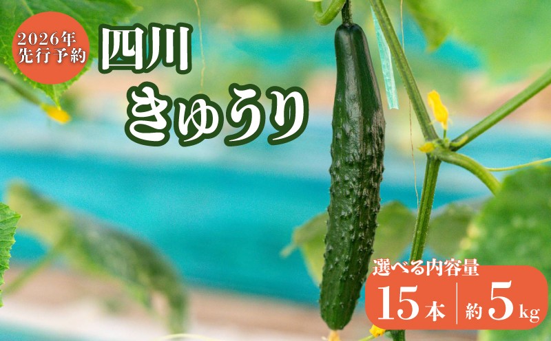 
                  四川 きゅうり おためし 約15本 / 5kg  四川きゅうり キュウリ 胡瓜 四川 漬物 漬け物 ぬか漬け 浅漬け キムチ 炒め物 サラダ 国産 産地直送 千葉県 旭市 BANJYO farm bnj
                
