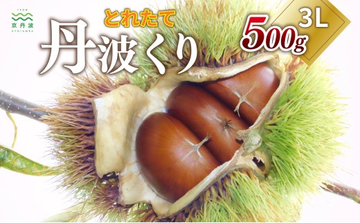 とれたて 丹波くり 3L 500g（京都 京丹波町産）【 大粒 和栗 生栗 国産栗 地域限定 丹波栗 くり 栗 栗ご飯 】※北海道・沖縄は配送不可  [009TNX002L]