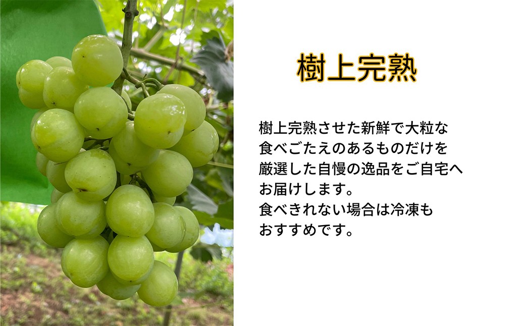 訳あり 瀬戸ジャイアンツ 2房 合計1.0kg以上