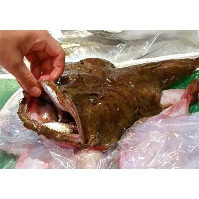 ふるさと納税 宮津市 鮮度抜群!魚屋さんのアンコウ　約1kg