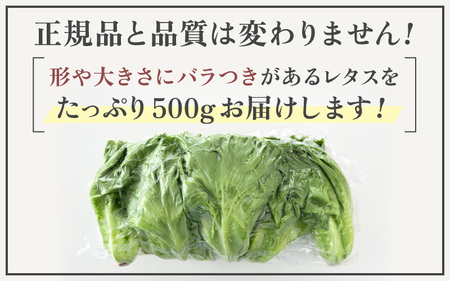 【訳あり】低カリウムレタス 500g 不揃い クリーンルーム栽培 無農薬 鮮度長持ち 【野菜 生野菜 レタス サラダ 水耕栽培 洗わず食べられる 時短 付け合わせ 規格外】レタス フリルレタス 野菜 