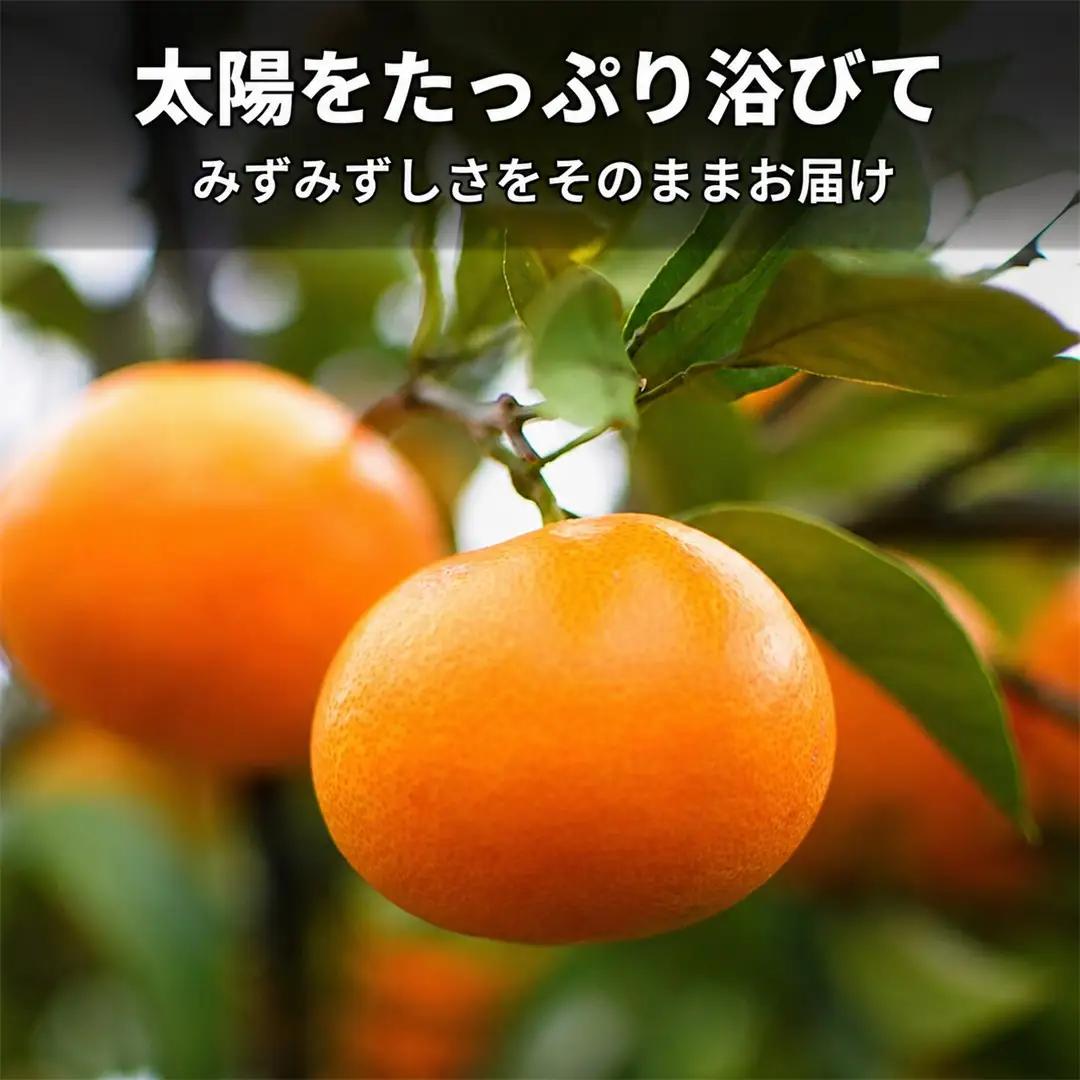 みかん 約5kg MまたはSサイズ| 新潟県 佐渡市 みかん