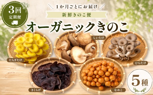 【3回定期便】オーガニックきのこ 5種 定期便【きのこセット きのこ 定期便 しいたけ なめこ きくらげ ひらたけ たもぎ茸 詰め合わせ 茸 キノコ 鳥取県産】