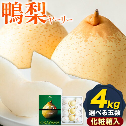 【ふるさと納税】【先行予約】梨 なし 鴨梨 ヤーリー 梨 化粧箱入 選べる玉数（4kg） 石原果樹園 《2026年11月中旬-12月下旬頃より発送予定》岡山県 浅口市 果物 フルーツ お取り寄せ お取り寄せフルーツ 送料無料