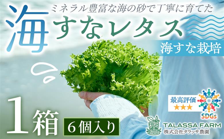 フリルレタス「海すなレタス」6個入×1箱 新鮮 野菜 サラダ【A346】 6個入×1箱