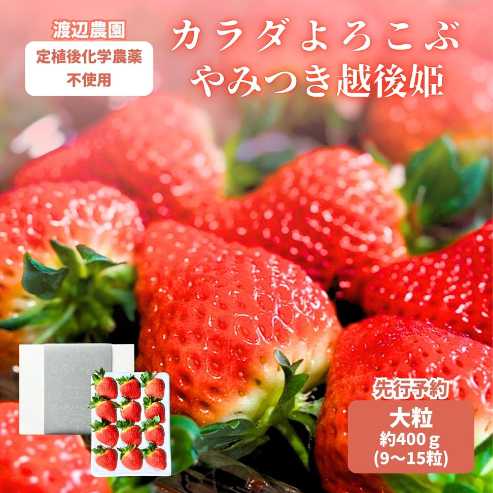 【先行予約｜2027年4月上旬より出荷開始】いちご 大粒 カラ