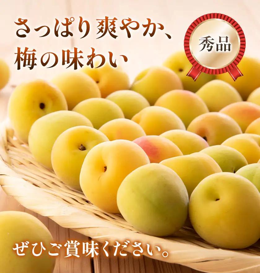 紀州南高梅 秀品 (完熟) 3L 8kg 農業福祉研究機構《6月下旬-7月上旬頃出荷》