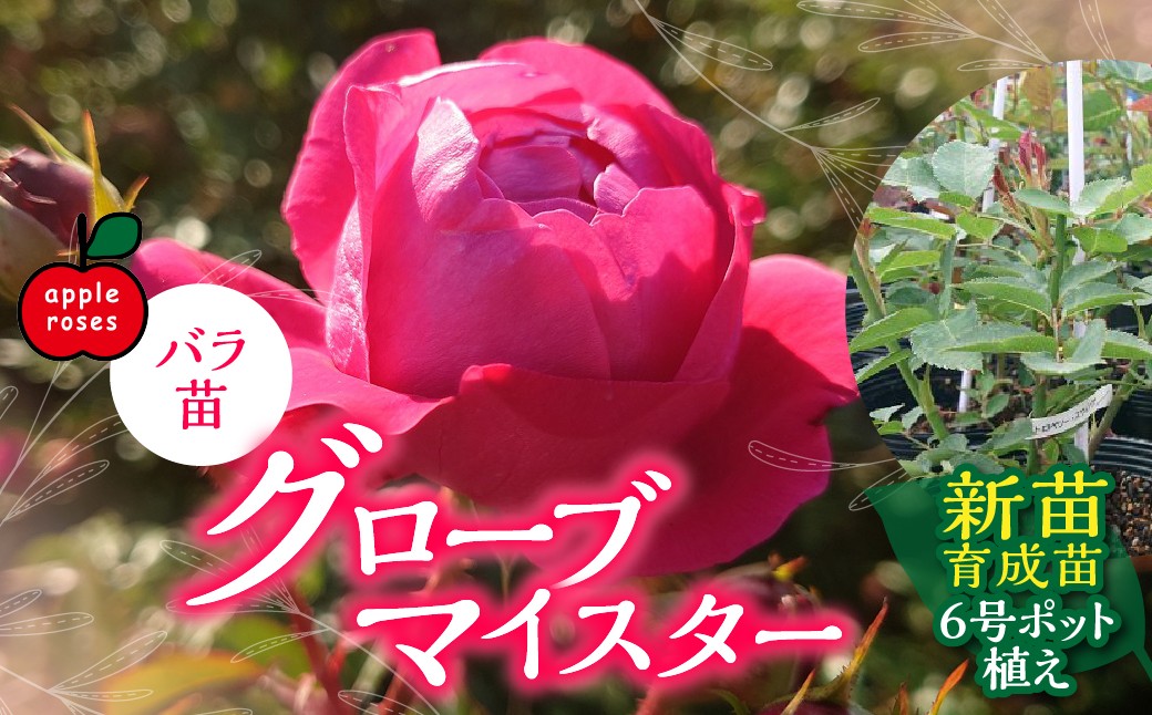 
                  【Apple Roses】バラ苗『グローブマイスター』新苗育成苗6号ポット植え 【 ふるさと納税 埼玉県 飯能市 送料無料 薔薇 ばら 花 苗木 ガーデニング ガーデン 園芸 プレゼント ギフト 贈り物 記念日 母の日 誕生日 】 HNNH015
                