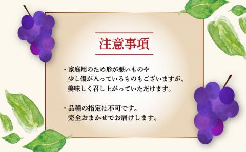 ぶどう 1.2kg ( 2~3房 ) マル南フルーツ 先行予約 数量限定 巨峰 ピオーネ ニューベリーA ふじみのり 黒系 品種 おまかせ 人気 果物 フルーツ 国産 愛媛 宇和島 F012-1060