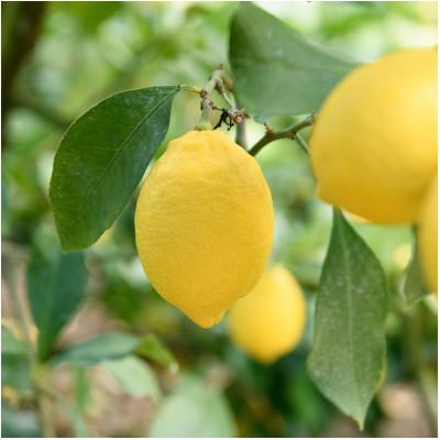 ふるさと納税 上島町 【先行予約】瀬戸内レモン10kg　2L〜M　JA選果品 |  | 01