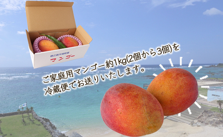 【2027年発送】【先行受付】【ご家庭用】徳之島 天城町産 島マンゴー園 完熟マンゴー 1kg マンゴー フルーツ BA-3-N