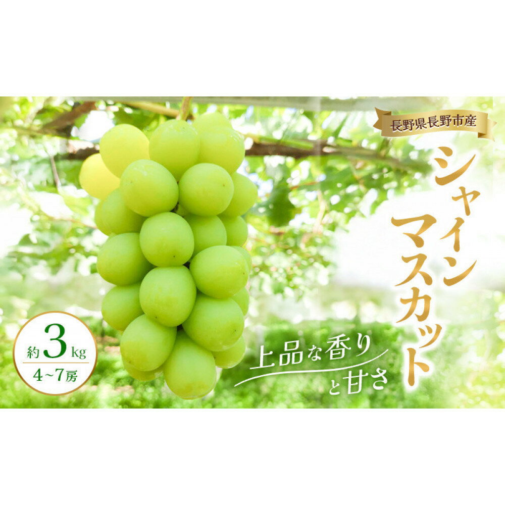 【ふるさと納税】2026年産　長野県長野市産シャインマスカット 約3kg 4房～7房 シャイン マスカット 葡萄 ぶどう 果物 フルーツ 信州 | シャイン マスカット 葡萄 ぶどう 果物 フルーツ 信州