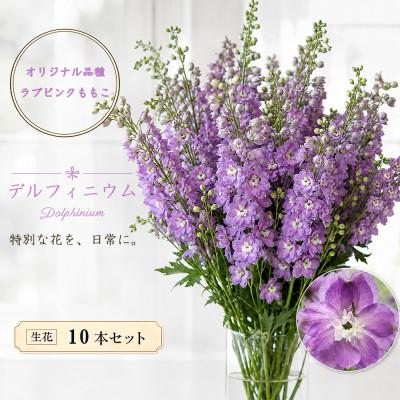 ふるさと納税 長和町 デルフィニウム 生花10本　花色:ラブピンクももこ　〜特別な花をインテリアに〜