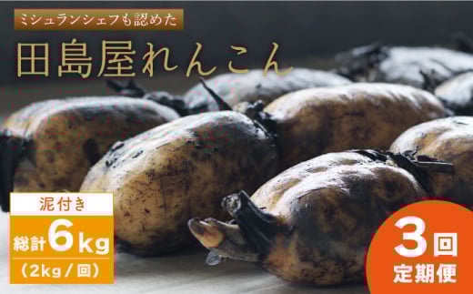【先行予約】【全3回定期便】 れんこん（泥付き） 2kg×3回（計6kg） 【田島屋れんこん】農家直送 直送 レンコン 蓮根 佐賀県産 白石町産 野菜 根菜 高品質 白石町 佐賀県 九州 佐賀県 白石町 [IAV005]