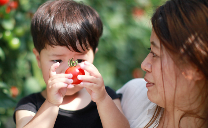機能性表示食品 Hapitoma ハピトマ 訳あり(1.8kg)【配送不可:北海道・沖縄・離島】健康 ヘルシー GABA 人気 厳選 袋井市 野菜 トマト ミニトマト ストレス リコピン コレステロー