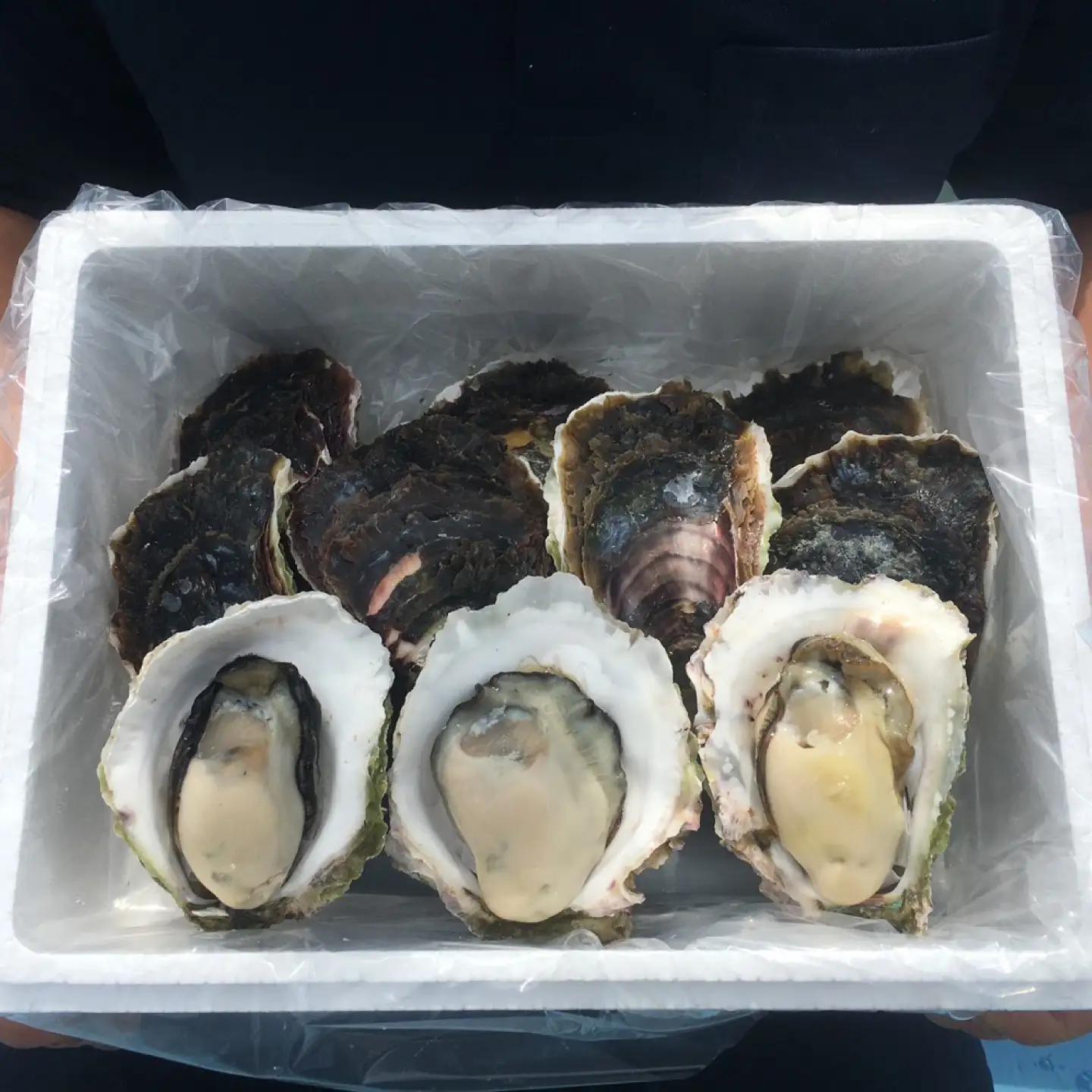 【超極濃】長崎県 五島列島産 生食用 岩牡蠣 10個入 1.5kg以上【マルオト】[RCS002]