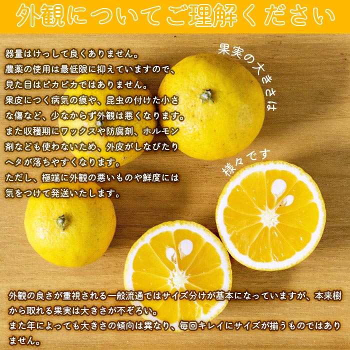 【先行予約】＜無茶々園の黄金柑 約３kg（30～60玉）＞ フルーツ 果物 おうごんかん みかん ミカン 柑橘 愛媛県 西予市