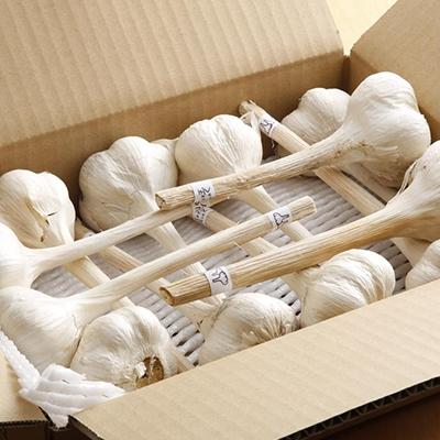 ふるさと納税 加西市 にんにく ハリマ王 600〜800g 2026年度産 兵庫県産 野菜  [No5698-0061] |  | 02