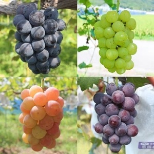 ご自宅用船坂ぶどう 約1kg（2～3房）| 船坂ぶどう ぶどう フルーツ 兵庫県 上郡町 