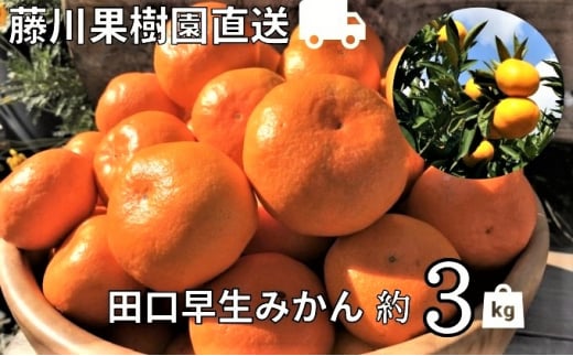 2025年秋よりお届け 農園直送 田口早生みかん　約3kg 果物類 柑橘類 ミカン フルーツ