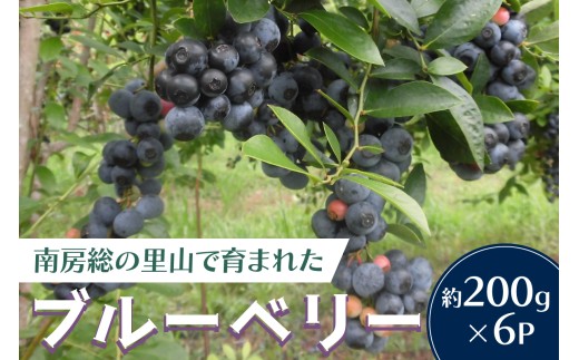 【先行受付 2026年7月中旬から順次発送予定】約200g×6パック　南房総の里山で育まれたブルーベリー  mi0026-0001 【完熟 ブルーべリー 南房総 里山 自然 フルーツ 果物】