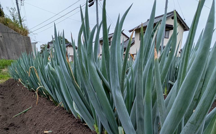 【2025年11月発送開始】焼いてそのまま美味しい！なべちゃん葱（土付き）秀品 Lサイズ5kg（500g×10袋）約20本 ねぎ ネギ 島根県雲南市/山さんファーム [AICO002]