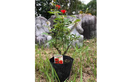 花 薔薇（ミニバラ苗木）：チャーミーふくやま・１ポット 広島県福山市/小林商事 植物 お花 苗木 苗 薔薇 バラ 観葉植物 [BAEA003]