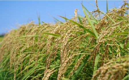 農薬使わない栽培！ 糸島産 夢つくし 5kg 玄米・分搗き対応！ 糸島市 / 二丈赤米産直センター[ABB025]