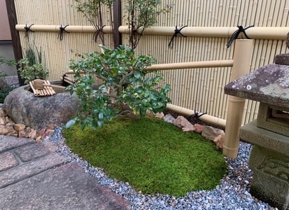 ハイゴケ（育苗トレー入り）6枚 【苔テラリウム】 こけ コケ 牧之原市 静岡県