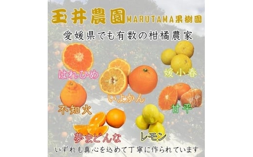 【先行予約】【2026年2月上旬頃発送】玉井農園のいよかん 10kg（3L〜Lサイズ） 愛媛 みかん 蜜柑 柑橘 いよかん フルーツ 伊予柑 愛媛県 松山市