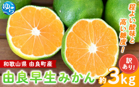 【2026年秋・先行予約】由良早生みかん 約3kg 訳あり キズ ※2026年10月上旬～10月下旬頃に順次発送【sml126B】