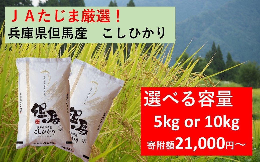 
            【 先行予約 】 JAたじま厳選！ 兵庫県但馬産こしひかり 5kg（5kg×1袋） or 10kg（5kg×2袋） 兵庫県北部産こしひかり 米食味ランキング特Ａ獲得 兵庫県地域資源認定 兵庫県産特Ａ米
          