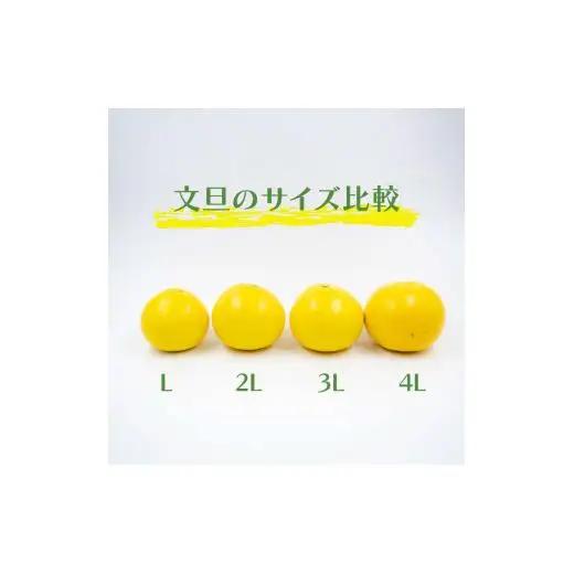【2027年2月上旬から発送】 文旦 高知 5kg 秀品 3L 4L 早期予約 