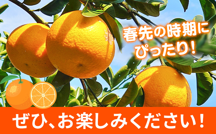 【先行予約】紀州和歌山産 木成紅八朔 8kg 株式会社魚鶴《2026年2月末-4月上旬頃出荷》和歌山県 日高町 紀州和歌山産 木成紅八朔 はっさく ハッサク 八朔 紅八朔 柑橘 果物 フルーツ