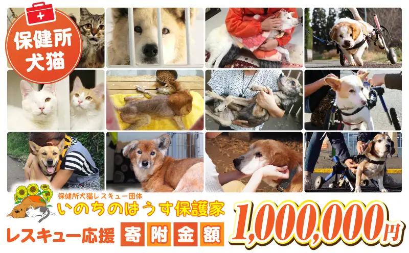 保健所犬猫レスキュー【返礼品なしのご寄附】_a0729_in