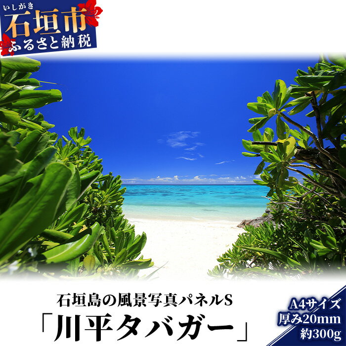 【ふるさと納税】NN-8 石垣島の風景 写真パネルS（川平タバガー）沖縄県石垣市 送料無料