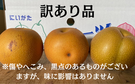 先行予約 和梨 新高 自家用 約5kg [10月上旬から発送予定] 新潟県 三条市産 梨 [しなのがわジューシーファーム]【010S491】