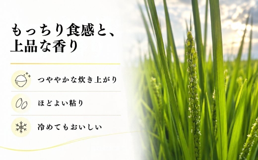 【12ヶ月定期便】【令和8年産 コシヒカリ】魚沼産コシヒカリ 特別栽培米 10kg(5kg×2袋) | 新潟県産コシヒカリ 魚沼産こしひかり 米 お米 こしひかり 白米 精米 ブランド米 津南町 米処