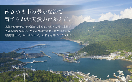 【数量限定】鹿児島県産 天然たかえび（生食用） 約1kg ［Lサイズ］ 薩摩甘エビ ヒゲナガエビ 刺身 海鮮 海老 海鮮丼 塩焼き 冷凍 丸航丸 南さつま市 野間池