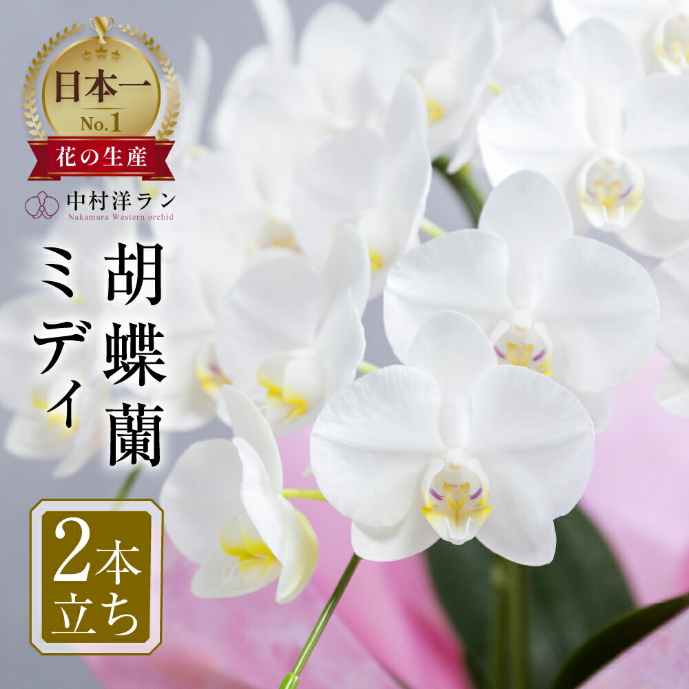【ふるさと納税】 胡蝶蘭 ミディ ＼大満足の高評価★4.9／ 2本立ち (16輪〜20輪) 中村洋ラン 白色 陶器鉢寄せ植え ギフト 鉢花 蘭 プレゼント 洋ラン 生花 お花 お祝い お供え 開店祝い 冠婚葬祭 蘭 新築祝い 記念日 母の日 贈り物 母の日 誕生日 田原市