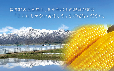 【2024年7月中旬～発送】朝もぎ とうもろこし 恵味 めぐみ 10本 L-2L 北海道 富良野市 (大島農園)