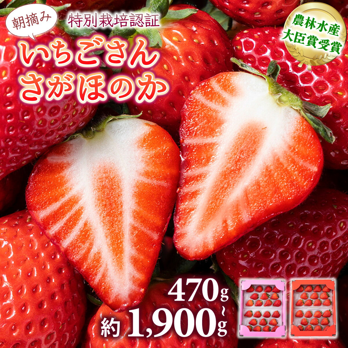 【ふるさと納税】★2027年出荷の先行予約★ いちご いちごさん さがほのか 数量限定 イチゴ 苺 いちご 甘い フルーツ 高品質 朝摘み 産直 アフター保証 高級 贈答用 人気 いちごさん 農林水産大臣賞 大粒 特別栽培 佐賀県産