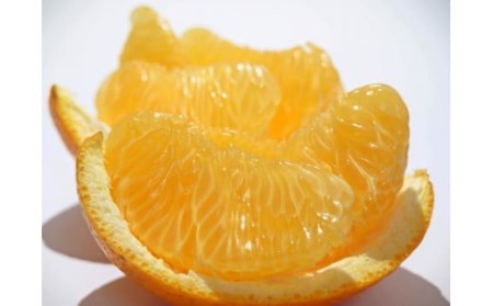 M72-0024_【先行予約】【配送不可地域:北海道・沖縄県・離島】完熟ハッサク 約3.7kg 上品 甘さ 酸味 風味 完熟 収穫 低温貯蔵 うまみ 歯ごたえ 熟成 創業100年 老舗 果実専門店 選