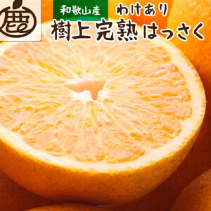 家庭用 樹上完熟はっさく10kg+250g（傷み補償分）［有田の春みかん・五月八朔・木生りはっさく］［光センサー選別］［訳あり・わけあり］［IKE36］