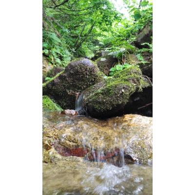 ふるさと納税 魚沼市 【令和8年産先行受付】山の一番水使用　源泉有機米コシヒカリ　精米5kg |  | 01