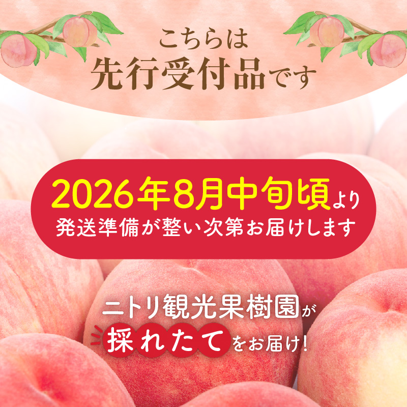 【先行予約：2026年8月中旬以降発送】フルーツ王国余市産「桃」 2kg【ニトリ観光果樹園】_Y074-0145