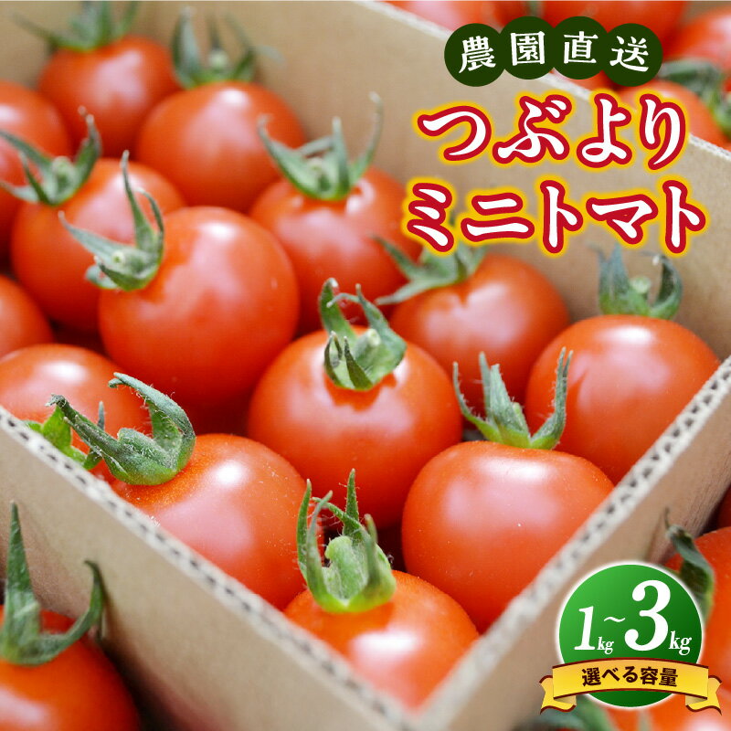 【ふるさと納税】【先行予約・2026年1月から発送】農園直送 つぶより ミニトマト【選べる内容量 1kg / 2kg / 3kg】【期間限定】とまと プチトマト あまい 野菜 とれたて 採れたて 東浦町 愛知県 ナカセ農園 [AN001]