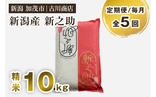 【令和7年産】【定期便5ヶ月毎月お届け】新潟の新ブランド米「新之助」精米 10kg 《順次発送》 白米 お米 米 大粒 加茂市 お米の専門店 古川商店 定期便