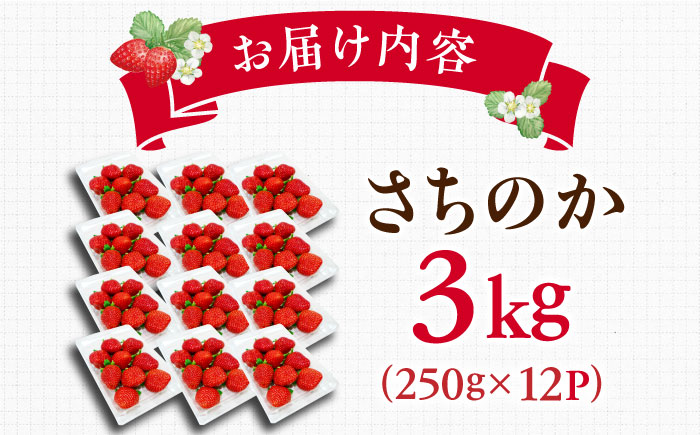 【2025年発送分 先行予約】【ビタミンC豊富な濃厚いちご】さちのか 3kg（250g×12パック） / 苺 イチゴ いちご フルーツ 果物 / 佐賀県 / さかもとさんの畑 [41ABAA010]