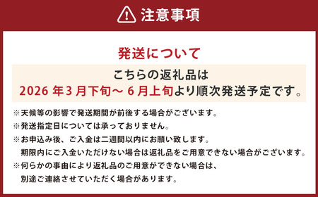 河内晩柑 【手選別まごころ選果】 約5kg サイズ不選別【2026年3月下旬～6月上旬迄順次発送予定】